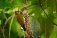 Datel stredoamericky - Piculus simplex - Rufous-winged Woodpecker o8984